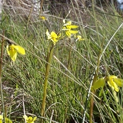 Diuris chryseopsis (Golden Moth) at Mount Eliza, VIC - 14 Sep 1997 by JasonPStewartNMsnc2016