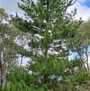 Pinus radiata at Kambah, ACT - 25 Sep 2024 10:30 AM