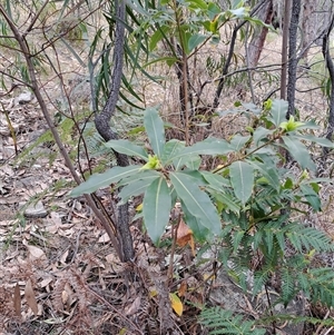 Pittosporum undulatum at Kambah, ACT - 25 Sep 2024 10:32 AM