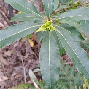 Pittosporum undulatum at Kambah, ACT - 25 Sep 2024 10:32 AM