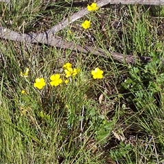 Ranunculus lappaceus (Australian Buttercup) at Mount Eliza, VIC - 14 Sep 1997 by JasonPStewartNMsnc2016