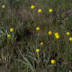 Craspedia paludicola (Swamp Billy Buttons) at Mount Eliza, VIC - 13 Sep 1997 by Jase