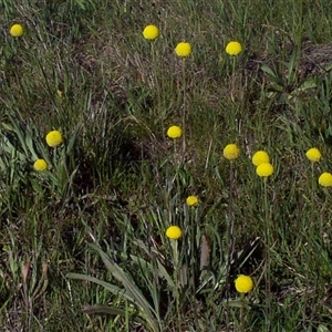 Craspedia paludicola at Mount Eliza, VIC - 14 Sep 1997