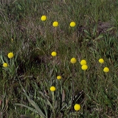 Craspedia paludicola at Mount Eliza, VIC - 14 Sep 1997