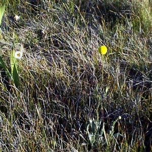 Craspedia paludicola at Mount Eliza, VIC - 14 Sep 1997