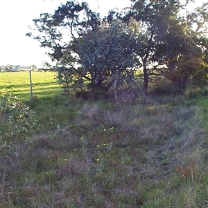 Craspedia paludicola at Mount Eliza, VIC - 14 Sep 1997