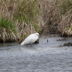 Egretta garzetta (Little Egret) at Fyshwick, ACT - 25 Sep 2024 by rawshorty