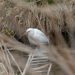 Egretta garzetta at Fyshwick, ACT - 25 Sep 2024