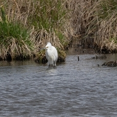 Egretta garzetta at Fyshwick, ACT - 25 Sep 2024