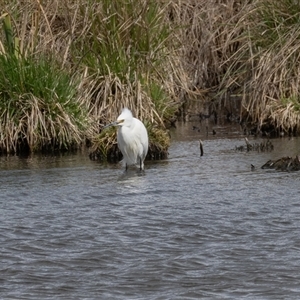 Egretta garzetta at Fyshwick, ACT - 25 Sep 2024