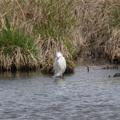 Egretta garzetta at Fyshwick, ACT - 25 Sep 2024