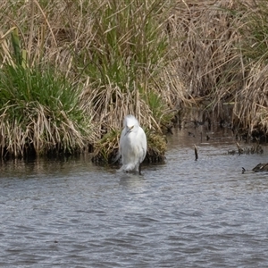 Egretta garzetta at Fyshwick, ACT - 25 Sep 2024