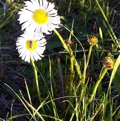 Allittia cardiocarpa (swamp daisy) at Mornington, VIC - 14 Sep 1997 by JasonPStewartNMsnc2016