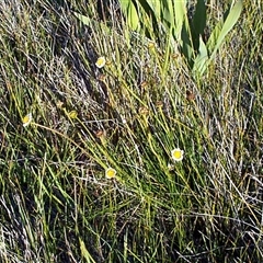 Allittia cardiocarpa at Mornington, VIC - 14 Sep 1997