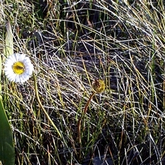Allittia cardiocarpa at Mornington, VIC - suppressed