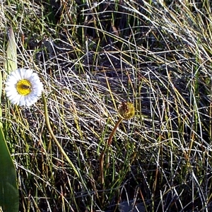 Allittia cardiocarpa at Mornington, VIC - 14 Sep 1997