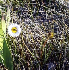 Allittia cardiocarpa at Mornington, VIC - 14 Sep 1997