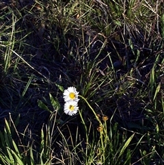 Allittia cardiocarpa at Mornington, VIC - suppressed