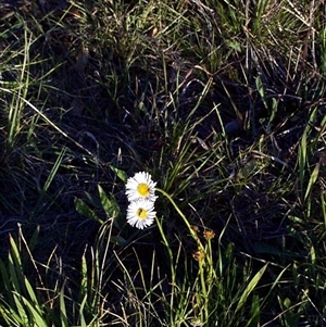 Allittia cardiocarpa at Mornington, VIC - suppressed