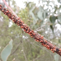 Eriococcus coriaceus (Gumtree Scale) at Conder, ACT - 7 Jan 2024 by MichaelBedingfield