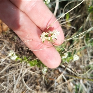 Asperula conferta at Florey, ACT - 25 Sep 2024 10:04 AM