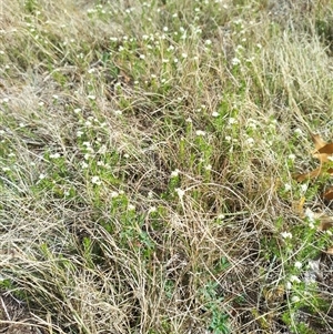 Asperula conferta at Florey, ACT - 25 Sep 2024 10:04 AM