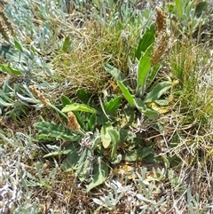 Plantago varia (Native Plaintain) at Florey, ACT - 25 Sep 2024 by rbannister