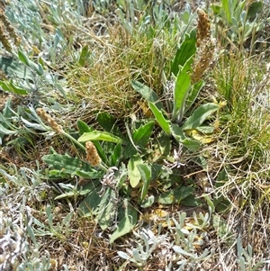 Plantago varia at Florey, ACT - 25 Sep 2024