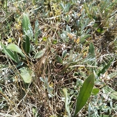 Plantago varia at Florey, ACT - 25 Sep 2024