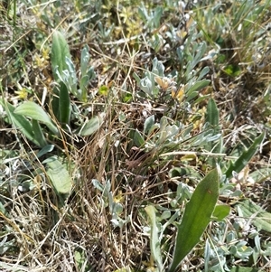 Plantago varia at Florey, ACT - 25 Sep 2024