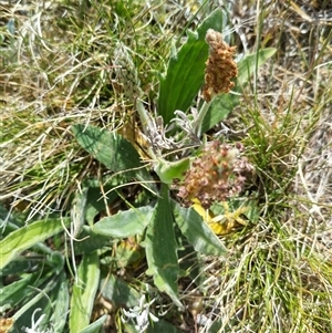 Plantago varia at Florey, ACT - 25 Sep 2024