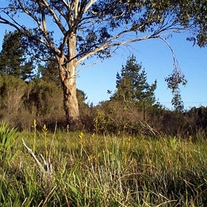 Bulbine bulbosa at Mornington, VIC - 14 Sep 1997