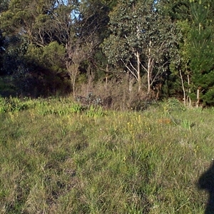 Bulbine bulbosa at Mornington, VIC - 14 Sep 1997 07:43 AM
