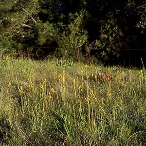 Bulbine bulbosa at Mornington, VIC - 14 Sep 1997 07:43 AM
