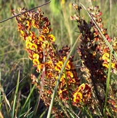 Dillwynia sericea (Egg And Bacon Peas) at Mornington, VIC - 13 Sep 1997 by Jase