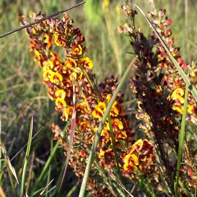 Dillwynia sericea (Egg And Bacon Peas) at Mornington, VIC - 14 Sep 1997 by JasonPStewartNMsnc2016