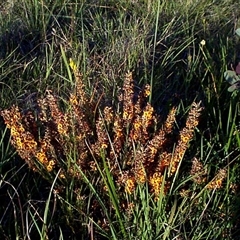 Dillwynia sericea at Mornington, VIC - 14 Sep 1997 07:43 AM