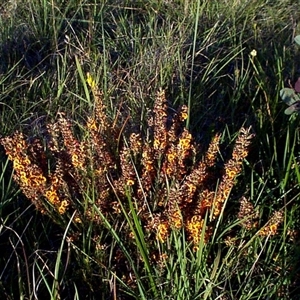 Dillwynia sericea at Mornington, VIC - 14 Sep 1997 07:43 AM