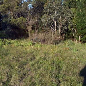 Dillwynia sericea at Mornington, VIC - 14 Sep 1997 07:43 AM