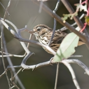 Pyrrholaemus sagittatus at Denman Prospect, ACT - 24 Sep 2024