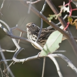 Pyrrholaemus sagittatus at Denman Prospect, ACT - 24 Sep 2024