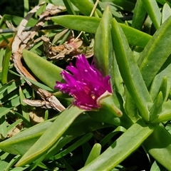 Carpobrotus glaucescens (Pigface) at Moreton Island, QLD - 25 Sep 2024 by trevorpreston