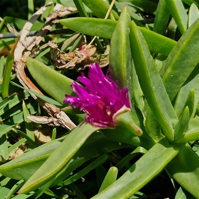 Carpobrotus glaucescens at Moreton Island, QLD - 25 Sep 2024 by trevorpreston