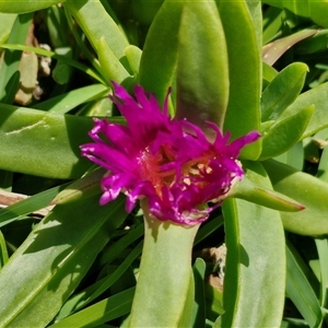 Carpobrotus glaucescens at Moreton Island, QLD - 25 Sep 2024