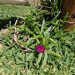 Carpobrotus glaucescens at Moreton Island, QLD - 25 Sep 2024