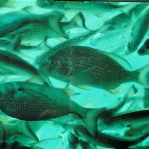 Unidentified Marine Fish Uncategorised at Moreton Island, QLD by trevorpreston