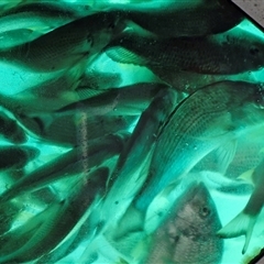 Acanthopagrus australis at Moreton Island, QLD - 25 Sep 2024 11:04 AM