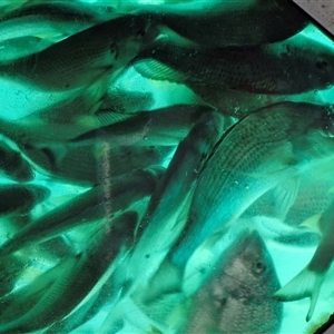 Acanthopagrus australis at Moreton Island, QLD - 25 Sep 2024 11:04 AM