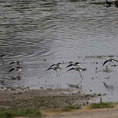 Himantopus leucocephalus (Pied Stilt) at Fyshwick, ACT - 24 Sep 2024 by rawshorty