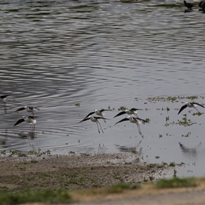 Himantopus leucocephalus at Fyshwick, ACT - 25 Sep 2024